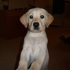 Labrador retriever Luna