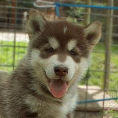 Alaskan malamute Sakima