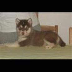 Alaskan malamute Sakima