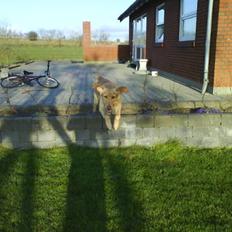 Labrador retriever Cheri