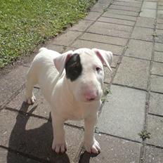 Bullterrier Ludvig
