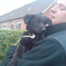 Blanding af racer tyson