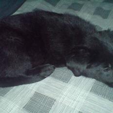 Blanding af racer tyson