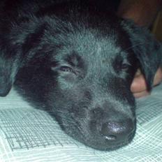 Blanding af racer tyson