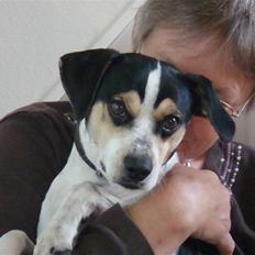 Dansk svensk gaardhund Futte (solgt)