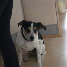 Dansk svensk gaardhund Futte (solgt)