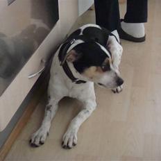 Dansk svensk gaardhund Futte (solgt)