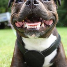 Staffordshire bull terrier Liva <3