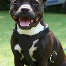 Staffordshire bull terrier Liva <3