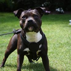 Staffordshire bull terrier Liva <3
