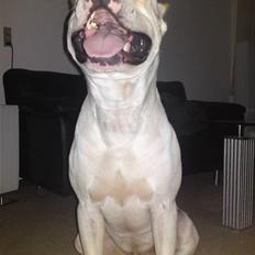 Amerikansk staffordshire terrier Pako (lille skind)