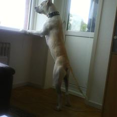 Amerikansk staffordshire terrier Pako (lille skind)