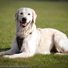 Golden retriever Simba