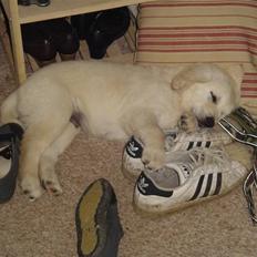 Golden retriever Simba