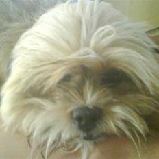 Lhasa apso Cille (Annesørensens)