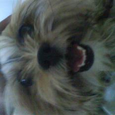 Lhasa apso Cille (Annesørensens)