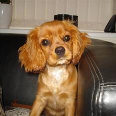 Cavalier king charles spaniel aZalia's Coco