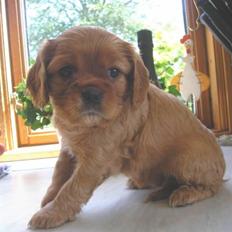 Cavalier king charles spaniel aZalia's Coco