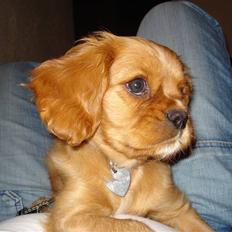 Cavalier king charles spaniel aZalia's Coco