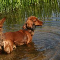 Gravhund Basotto´s Cille