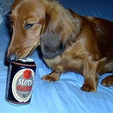 Gravhund Basotto´s Cille