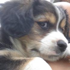 Blanding af racer Vaks