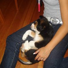 Blanding af racer Vaks