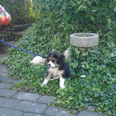 Blanding af racer Vaks