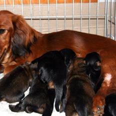 Gravhund Basotto´s Cille