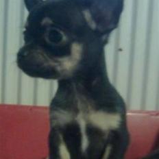 Chihuahua ¤*¨¨*¤.Gucci.¤*¨¨*¤
