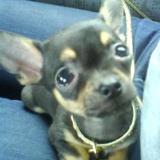 Chihuahua ¤*¨¨*¤.Gucci.¤*¨¨*¤