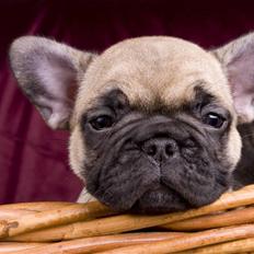 Fransk bulldog Anastacia aka Micha