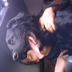 Blanding af racer konjak R.I.P