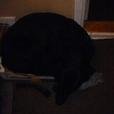 Blanding af racer konjak R.I.P