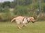 Labrador retriever Tvebak  R.I.P.