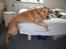 Golden retriever Rocky  - Doven? Hvordan kan man dog tro det?;)