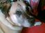 Blanding af racer Max *R.I.P*