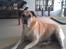 Blanding af racer Max *R.I.P*