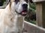 Blanding af racer Max *R.I.P*