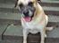 Blanding af racer Max *R.I.P* - Altid en glad hund.. Kæmpe savn
