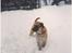 Blanding af racer Max *R.I.P* - Han elskede sneen :´(