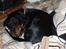 Gordon setter Wøkk´s Andi - Der blev vidst tid til en lille lur