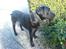 Labrador retriever Balto
