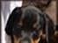Dobermann *Charming Chick* - "Maleri" som Winnie K har lavet til os (: Tusinde tak for det (;