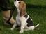 Beagle Svea