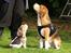 Beagle Svea