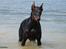 Dobermann Falcon R.I.P