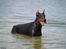 Dobermann Falcon R.I.P