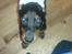 Dobermann Falcon R.I.P