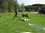 Sort spids Aske - Billede fra begynder agility.